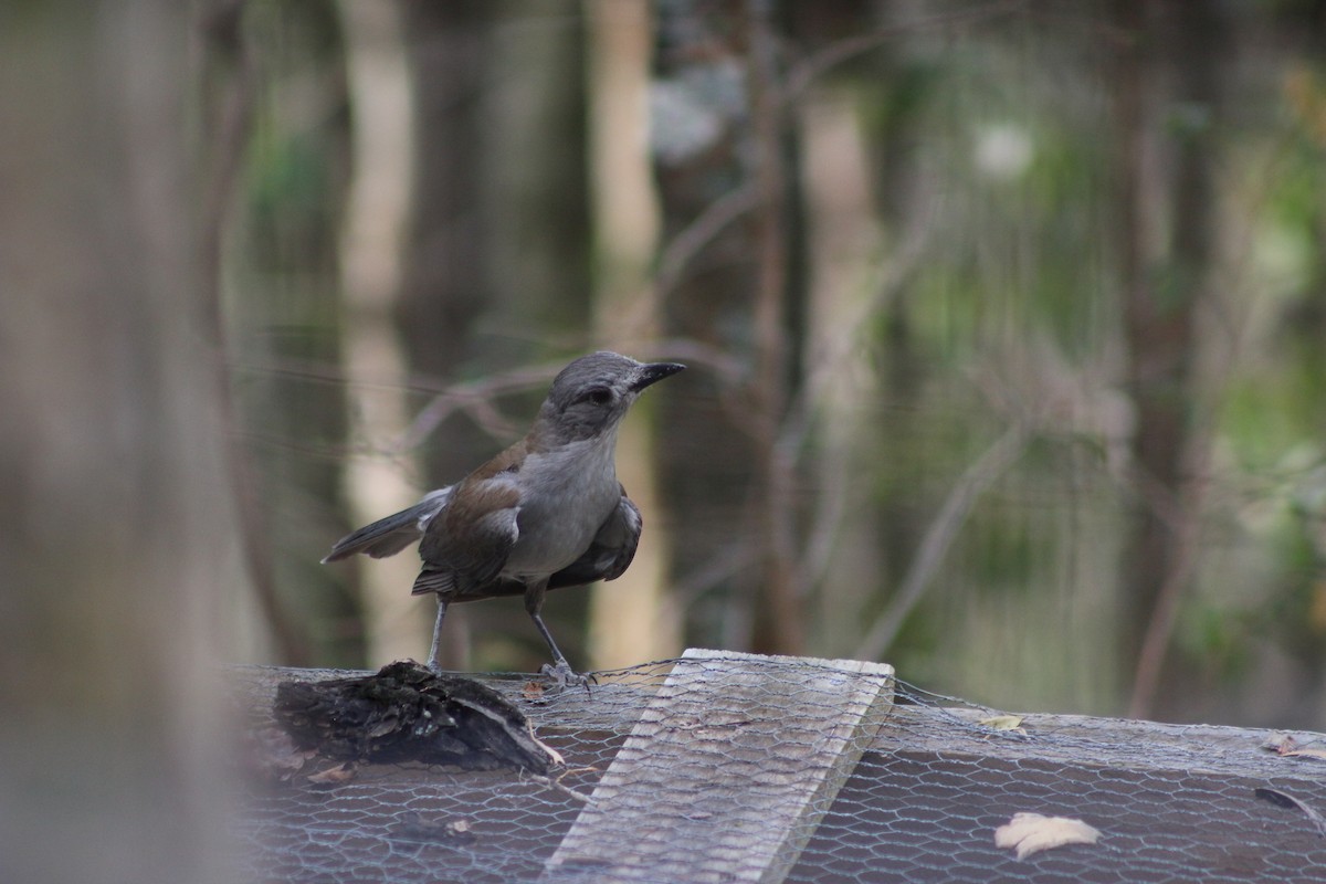 Gray Shrikethrush - ML290004281