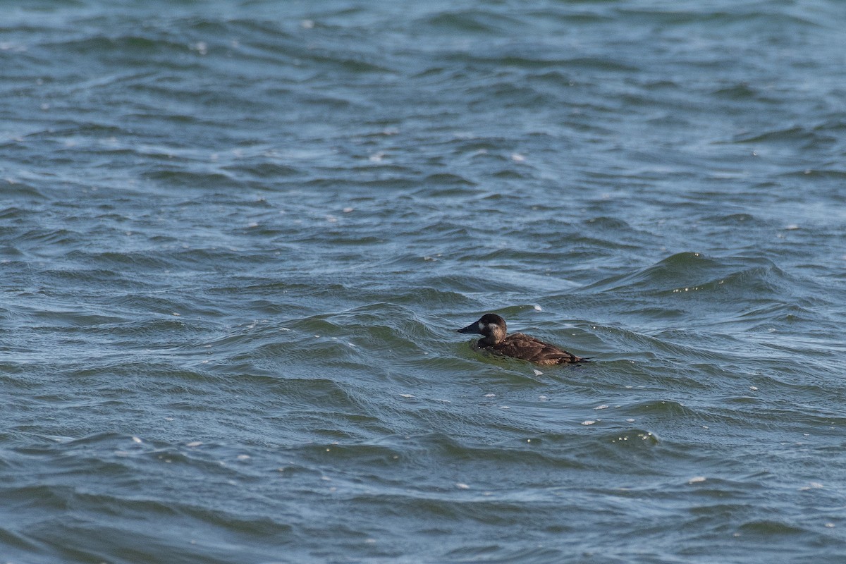 Surf Scoter - ML290004661