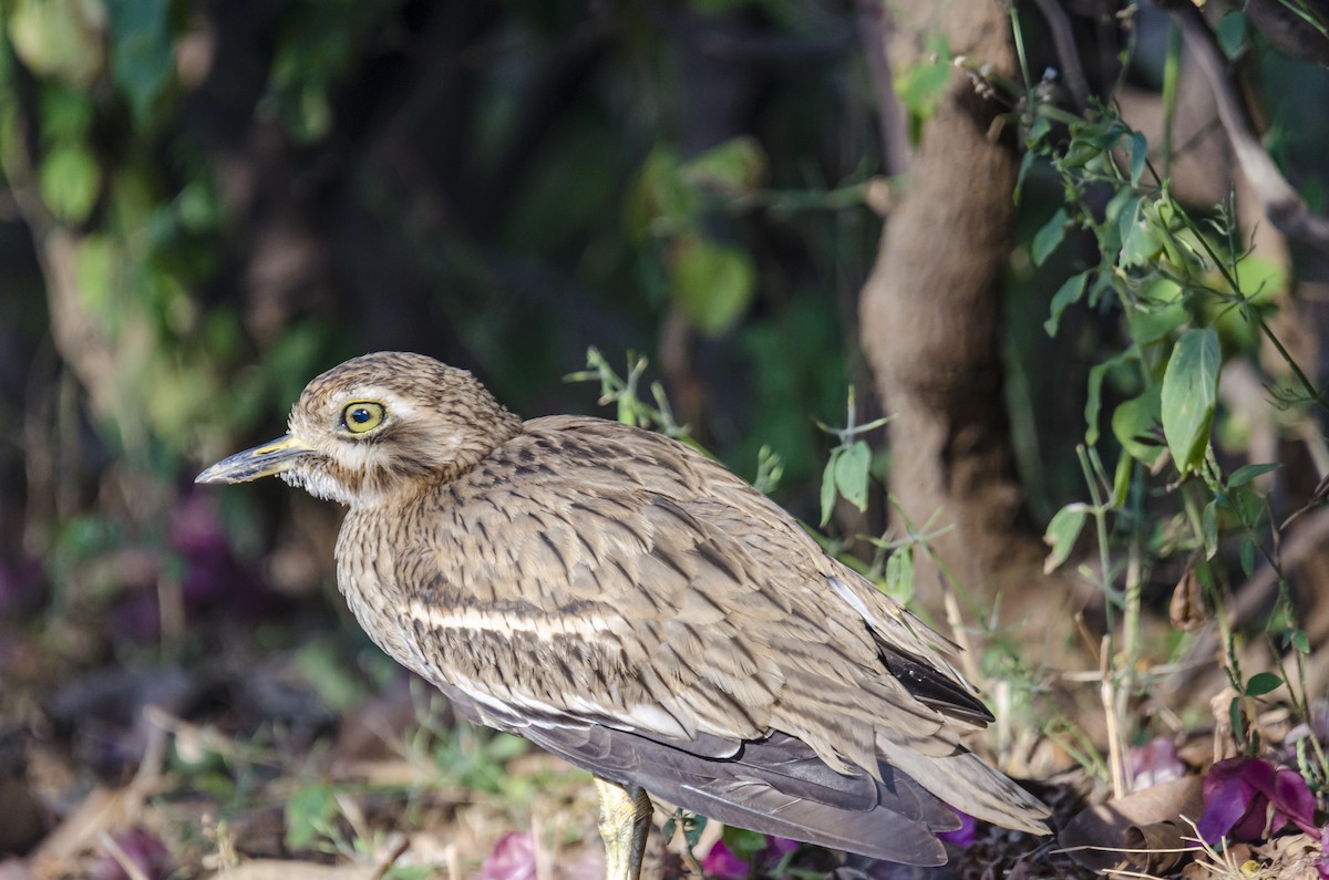 Indian Thick-knee - ML290005571