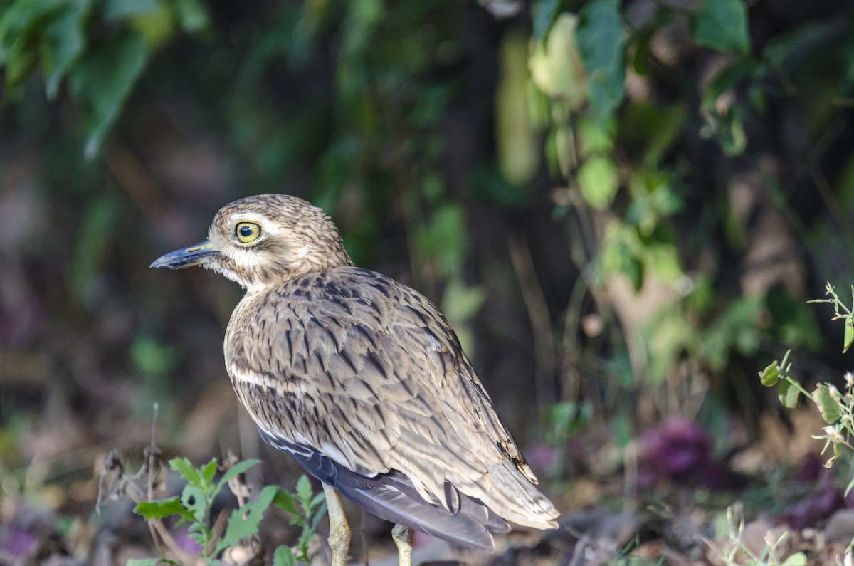 Indian Thick-knee - ML290005631