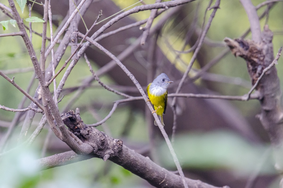 Gray-headed Canary-Flycatcher - Ayaz Mansuri