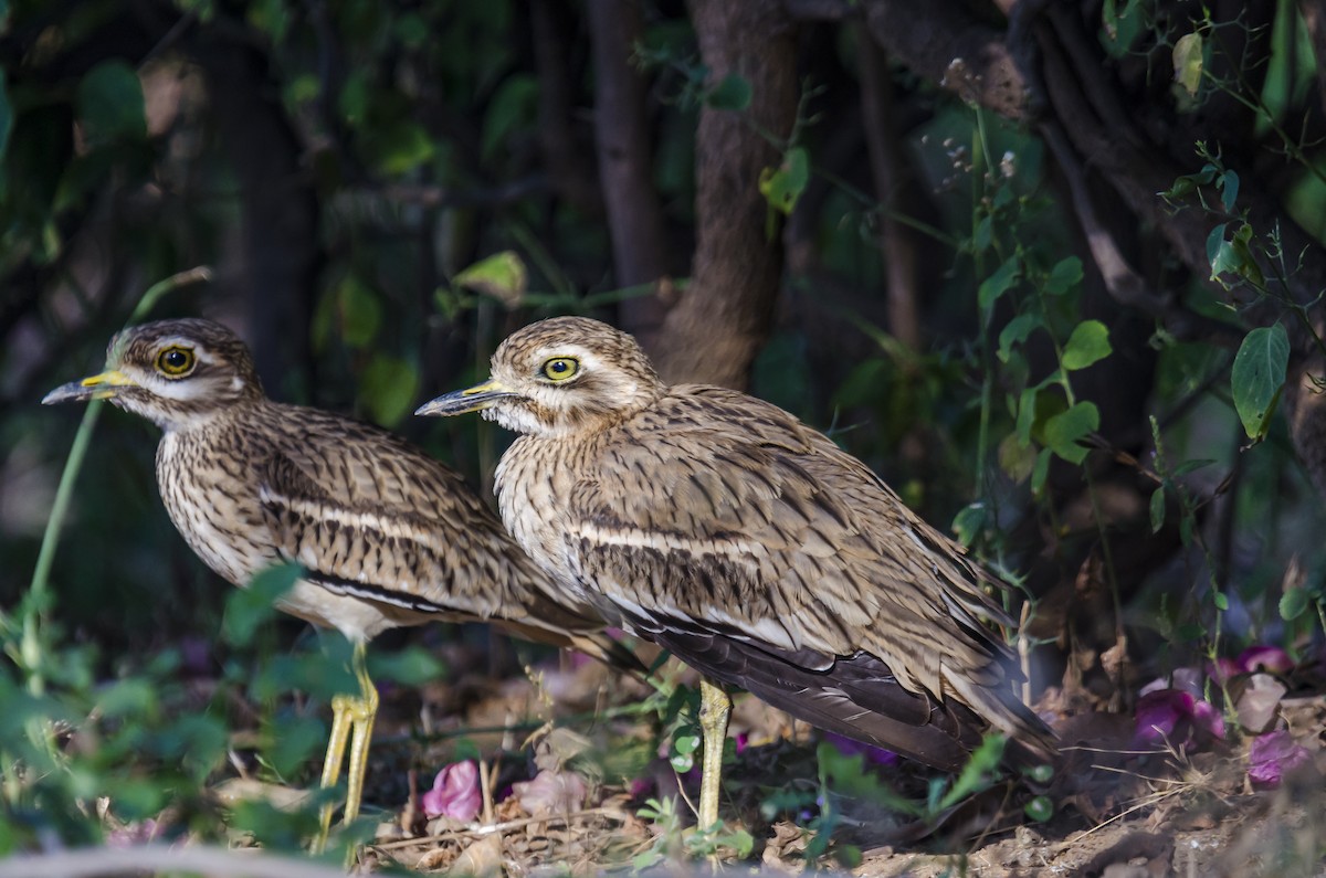 Indian Thick-knee - ML290006451