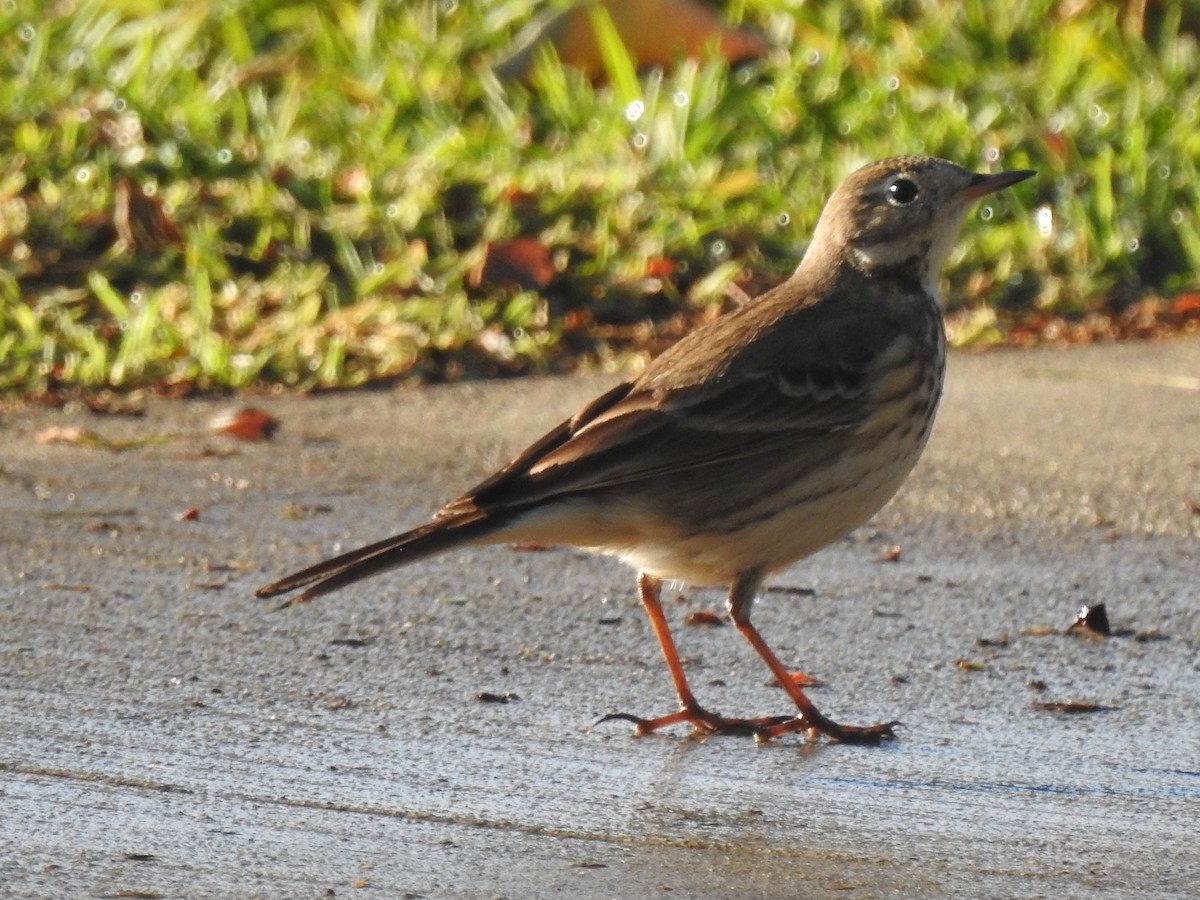 American Pipit - Layton Pace