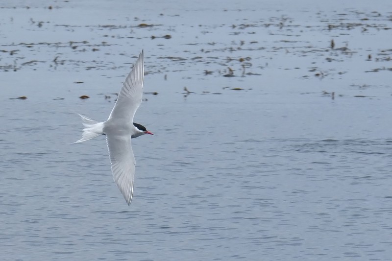 Kerguelen Tern - Adrien Mauss