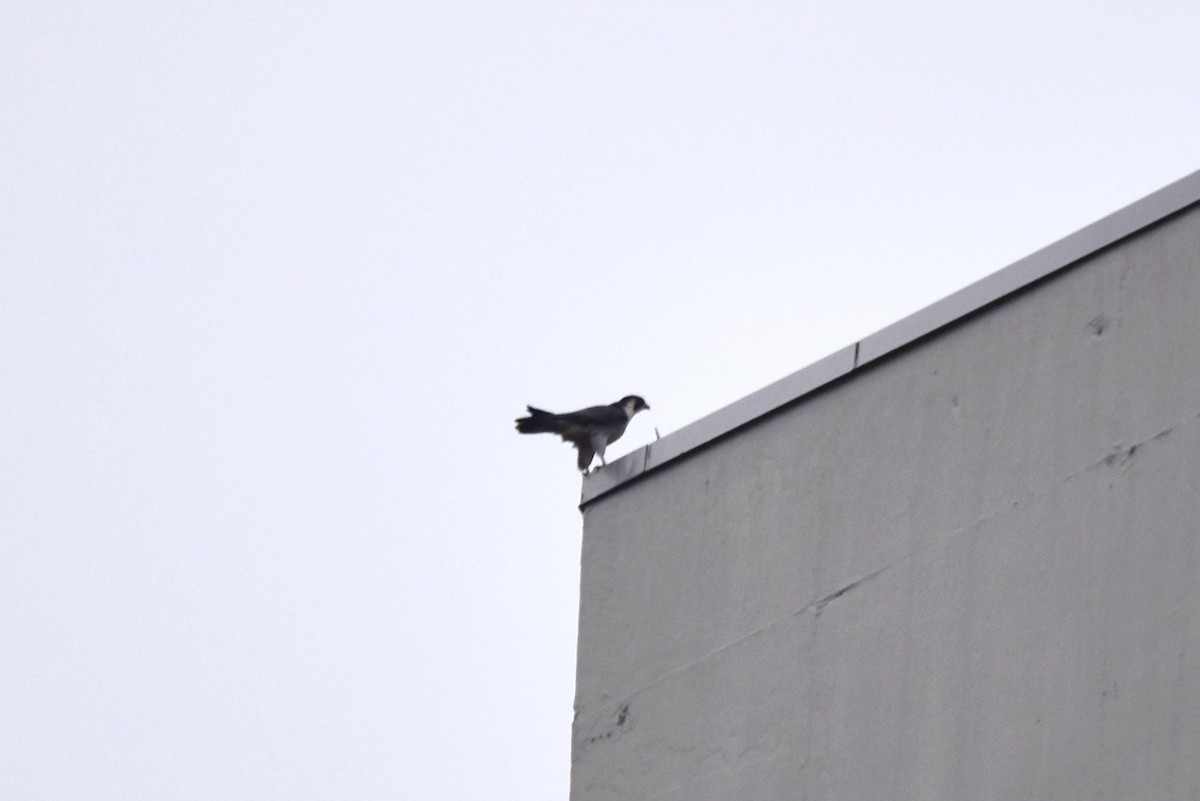 Peregrine Falcon - irina shulgina