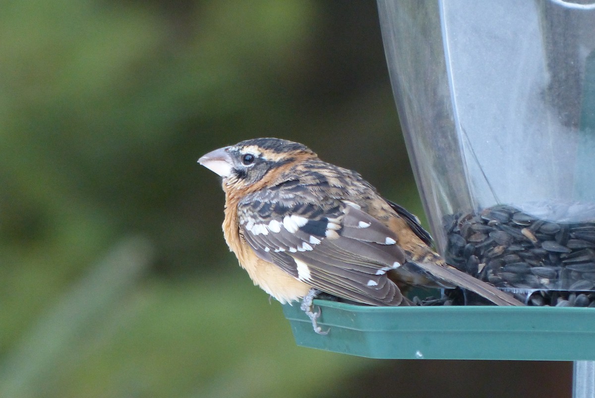 Black-headed Grosbeak - ML290009631