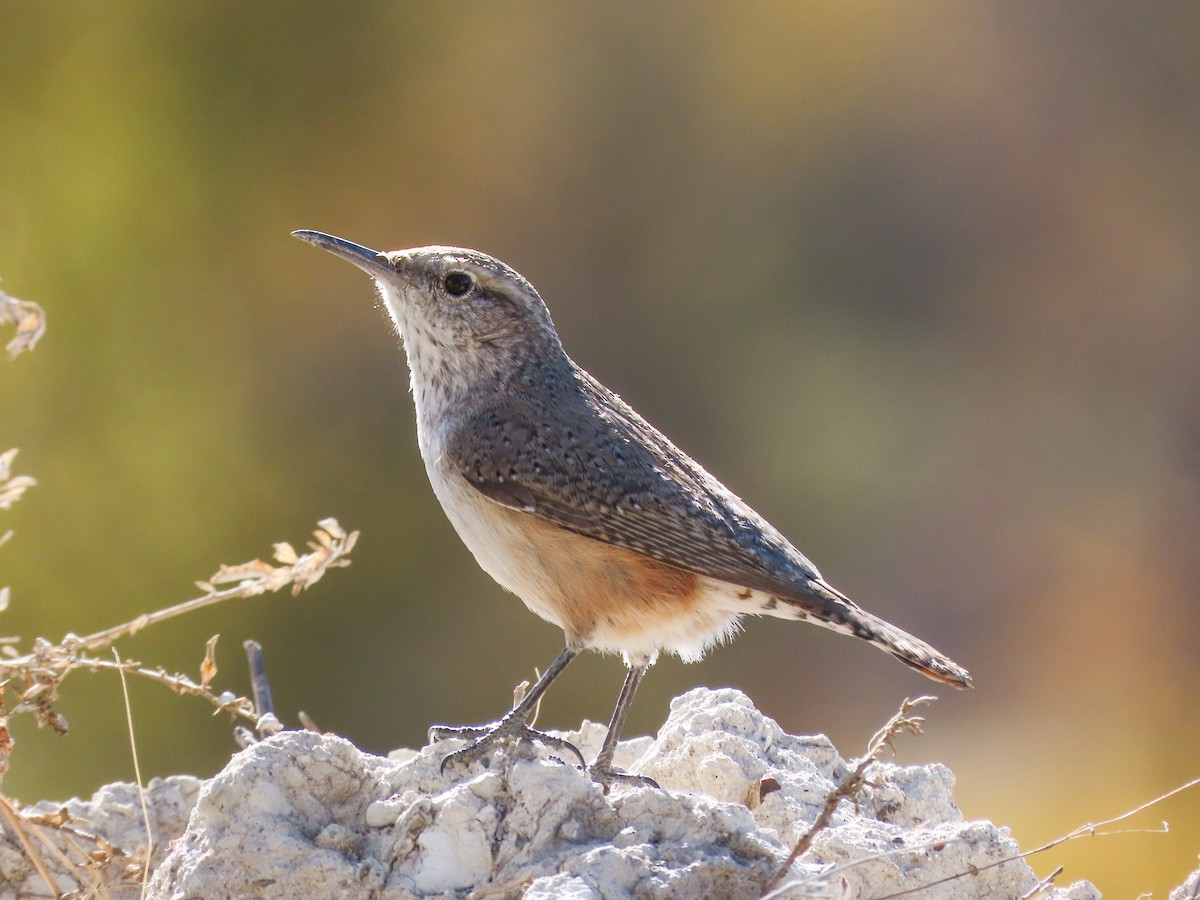 Rock Wren - ML290014701