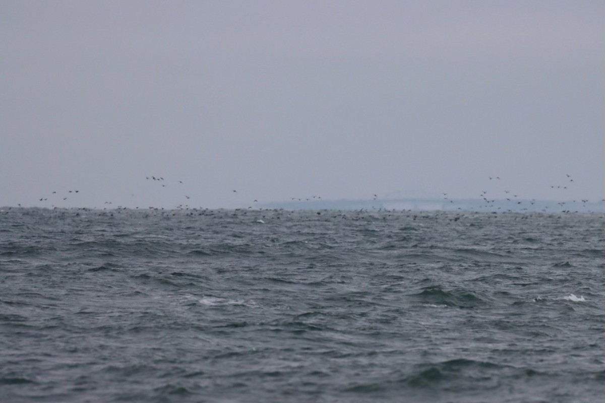 Surf/Black Scoter - Rudee Tours