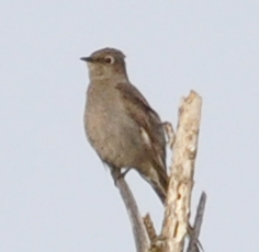 Townsend's Solitaire - ML29001671