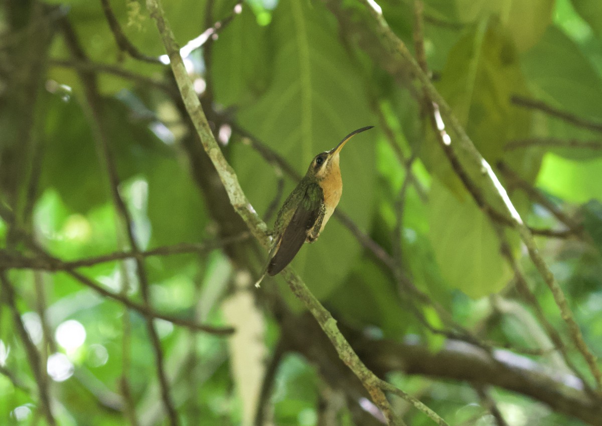 Rufous-breasted Hermit - ML290017171