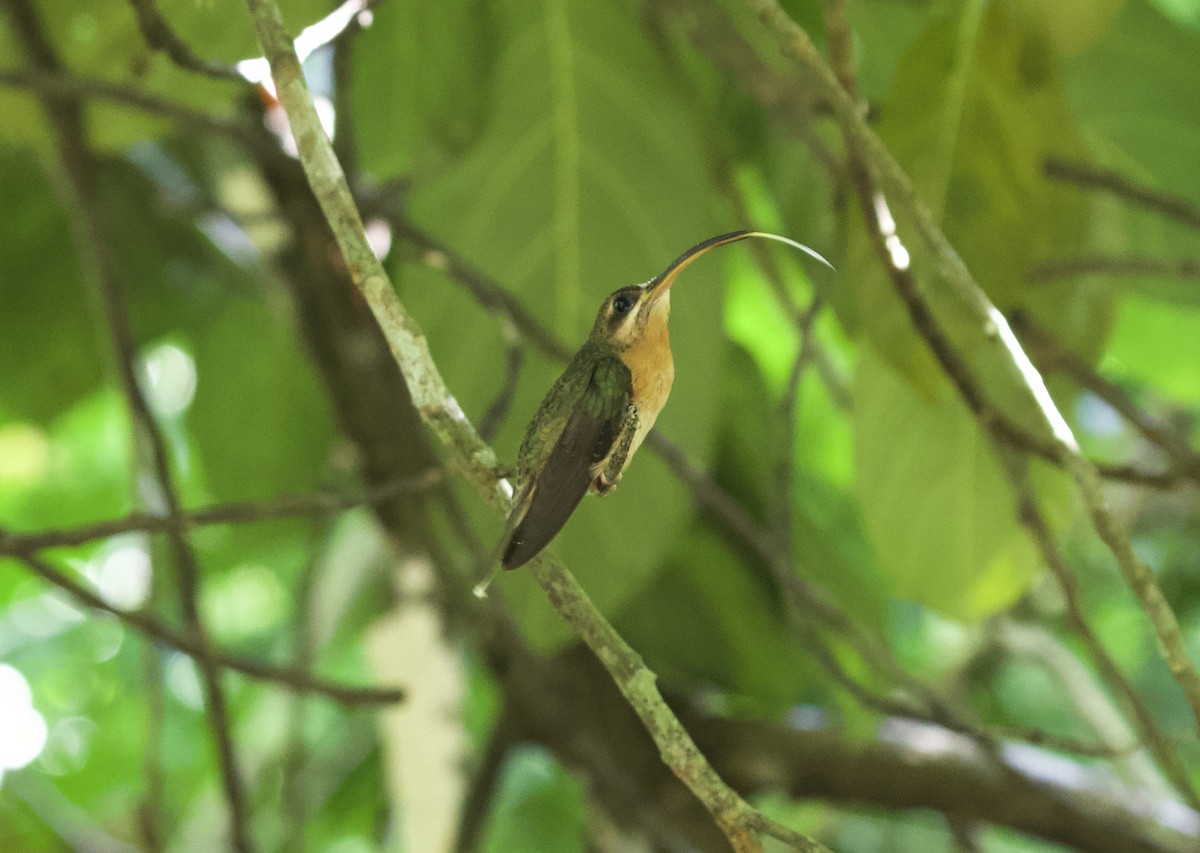 Rufous-breasted Hermit - ML290017501