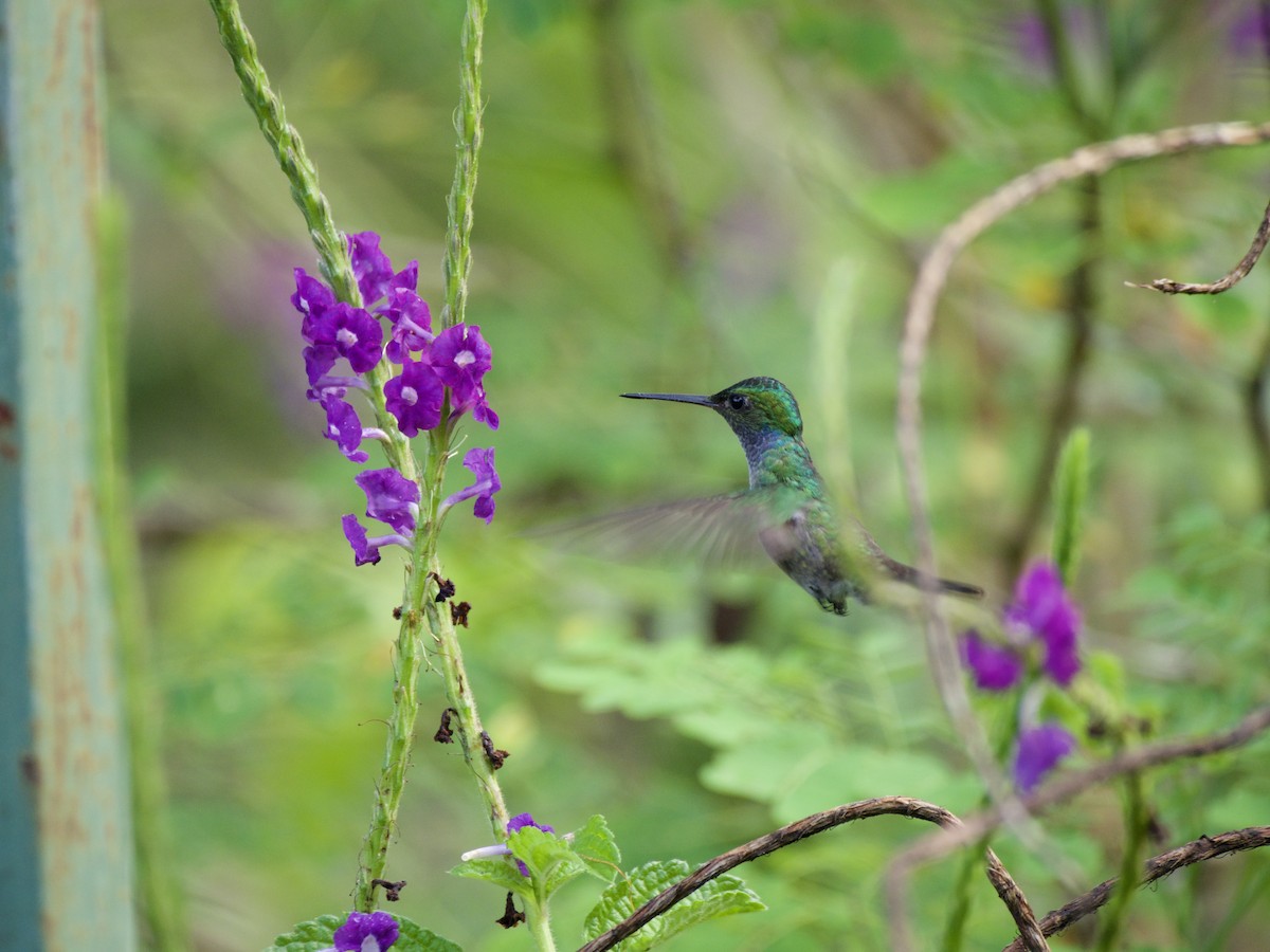 Charming Hummingbird - ML290018171