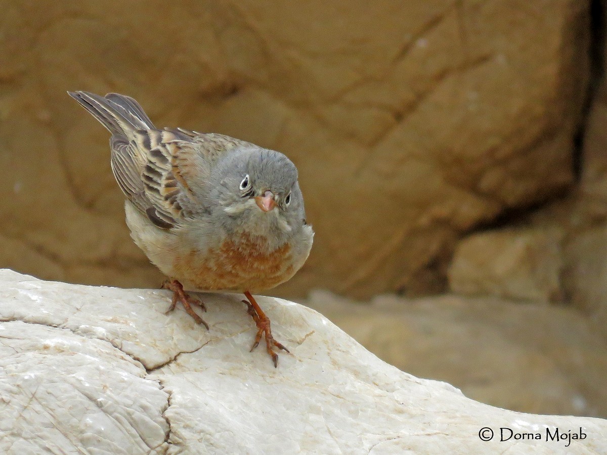 Gray-necked Bunting - ML29001841