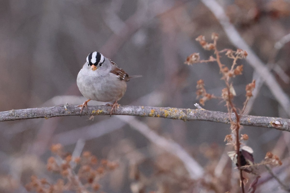 White-crowned Sparrow - Dennis Eckhart