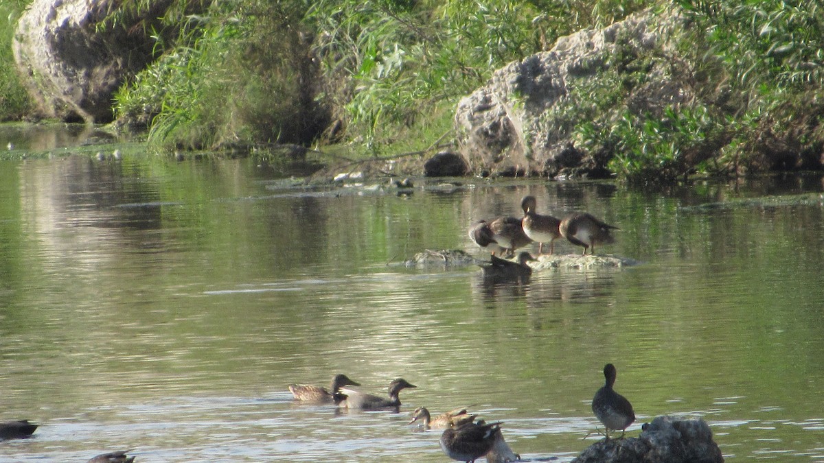 Blue-winged Teal - ML290022261