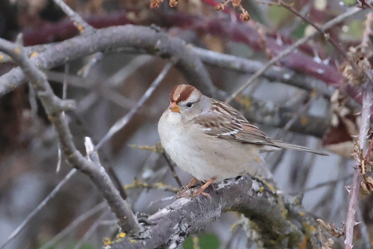 Bruant à couronne blanche - ML290022791