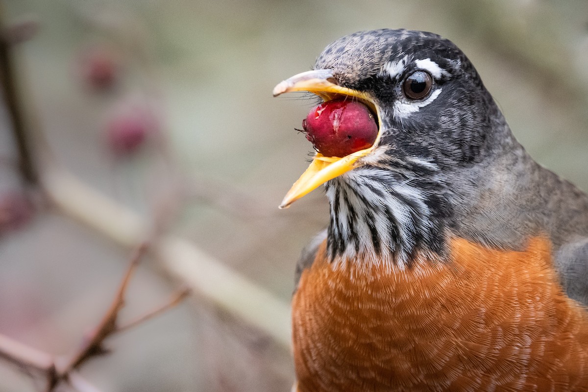 American Robin - ML290023681