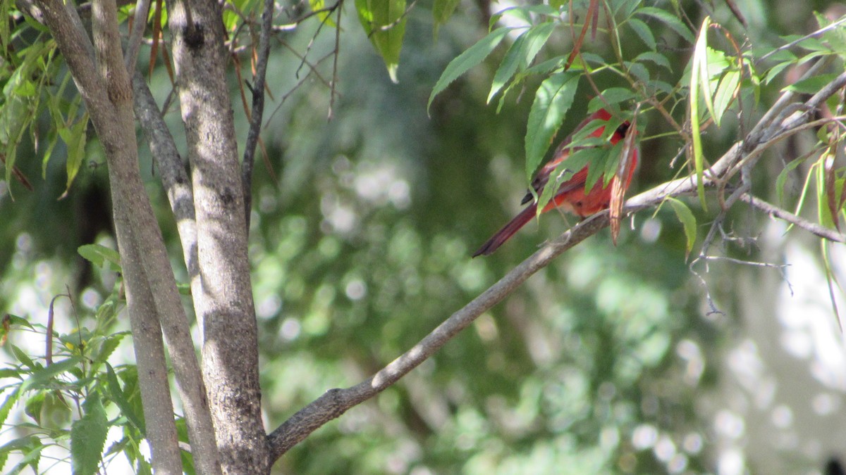 Northern Cardinal - ML290023691