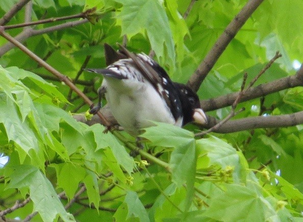 Rose-breasted Grosbeak - ML29002521