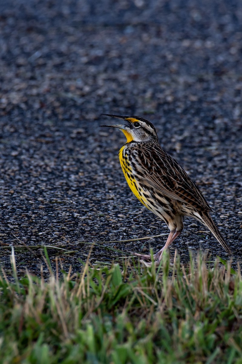 Eastern Meadowlark - James Brookman