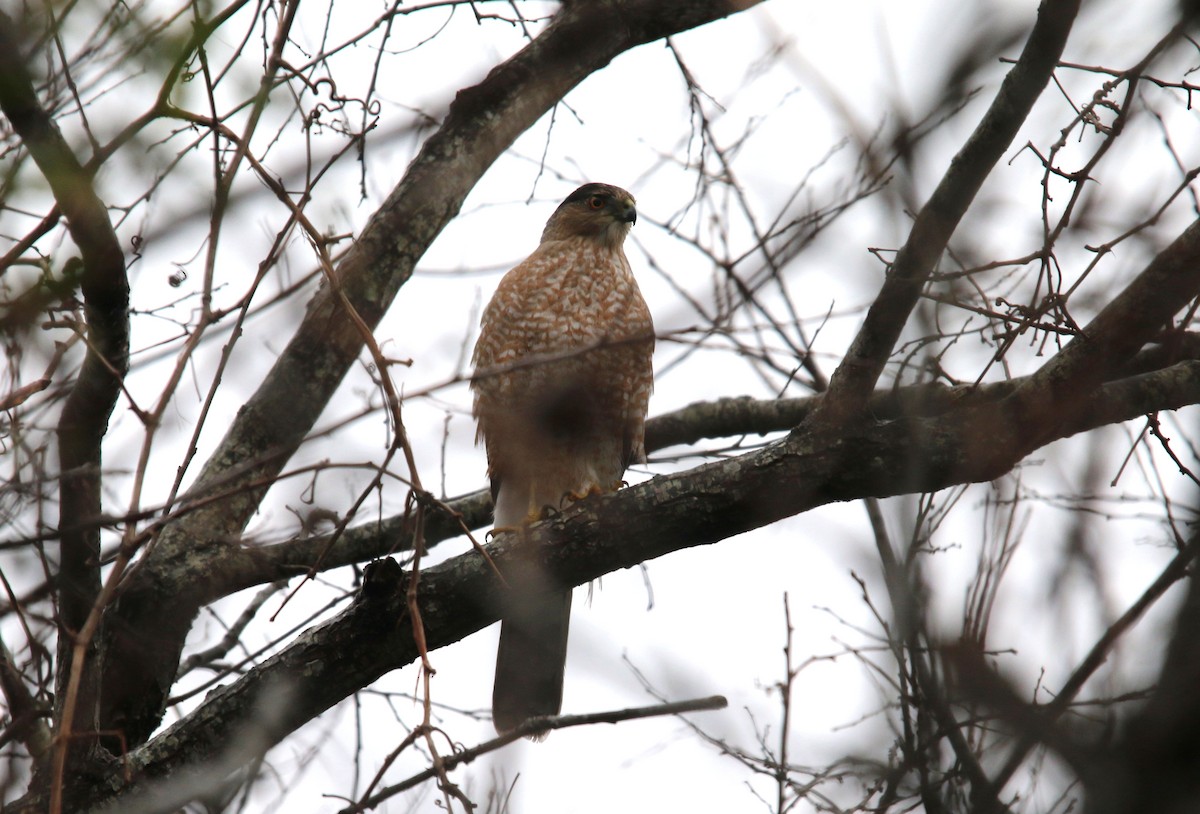 Cooper's Hawk - ML290026971