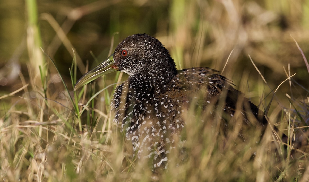 Spotted Rail - ML290027531