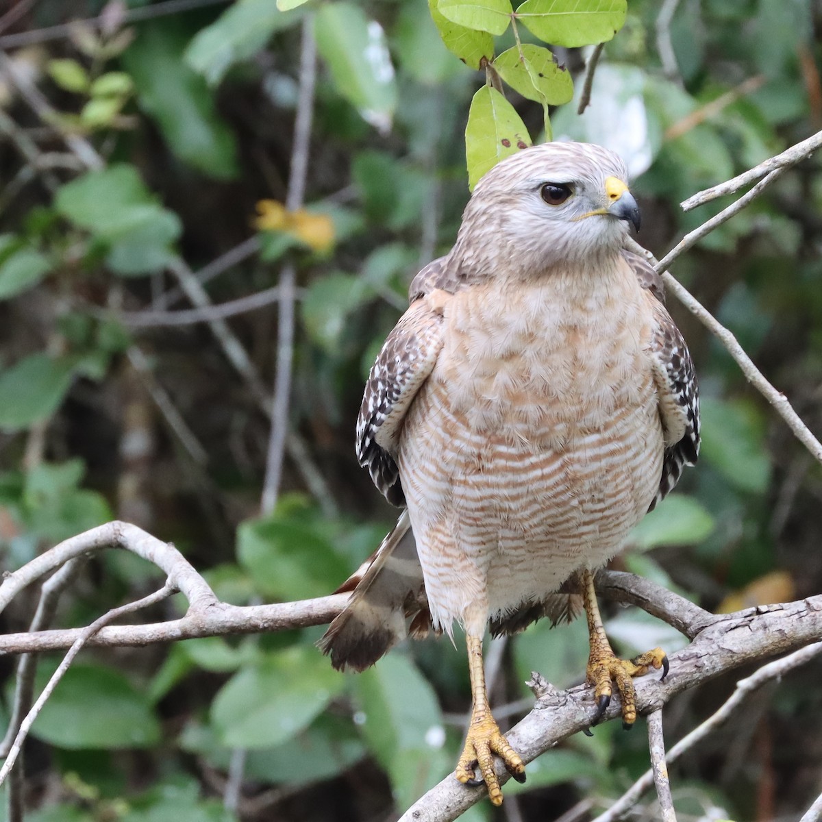 Red-shouldered Hawk - ML290027541