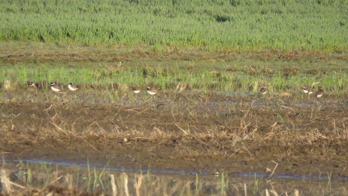 Semipalmated Plover - ML29002841