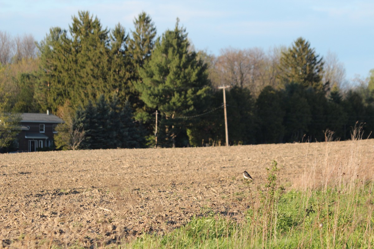 Schieferrücken-Königstyrann - ML29002911