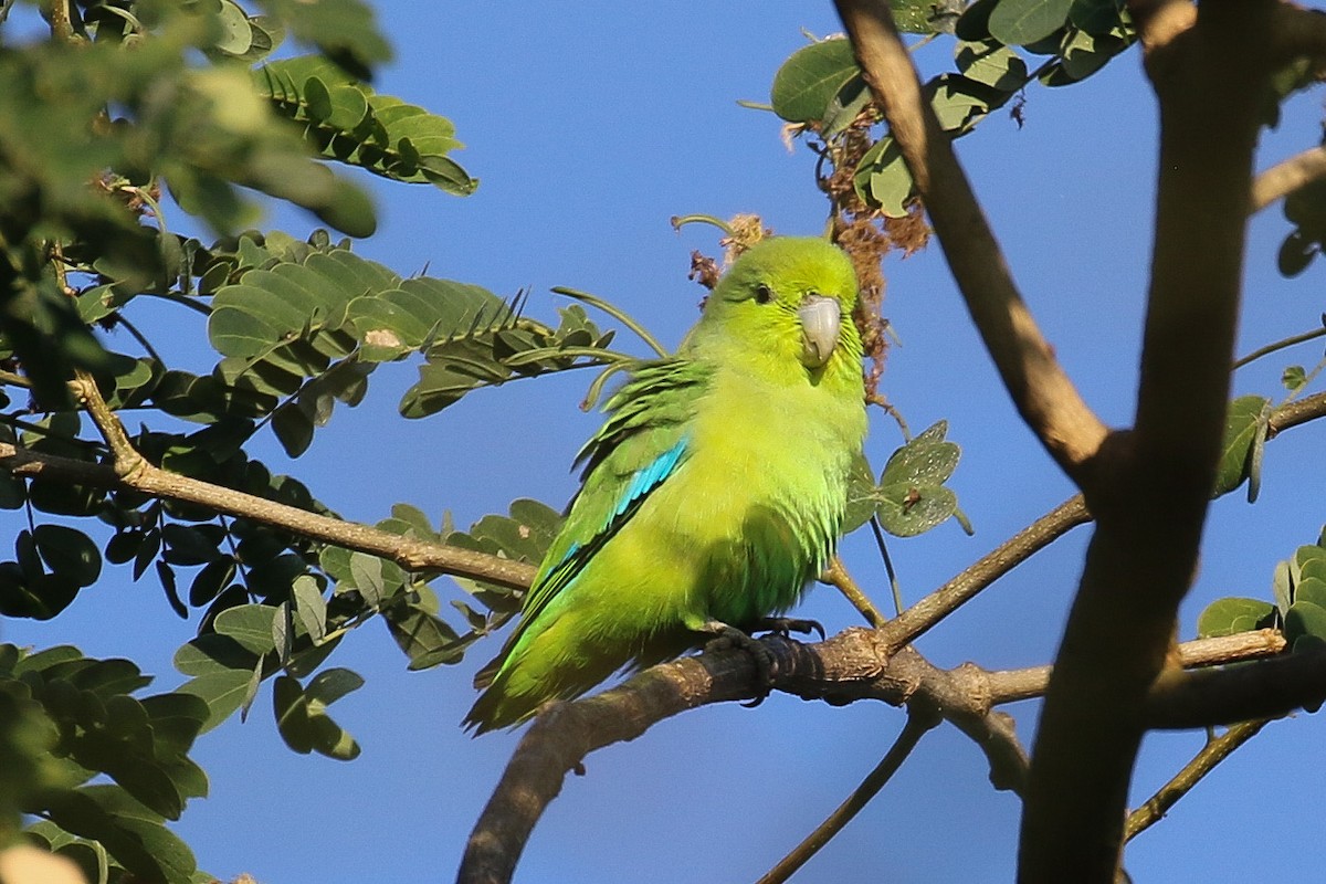 Mexican Parrotlet - ML290029671