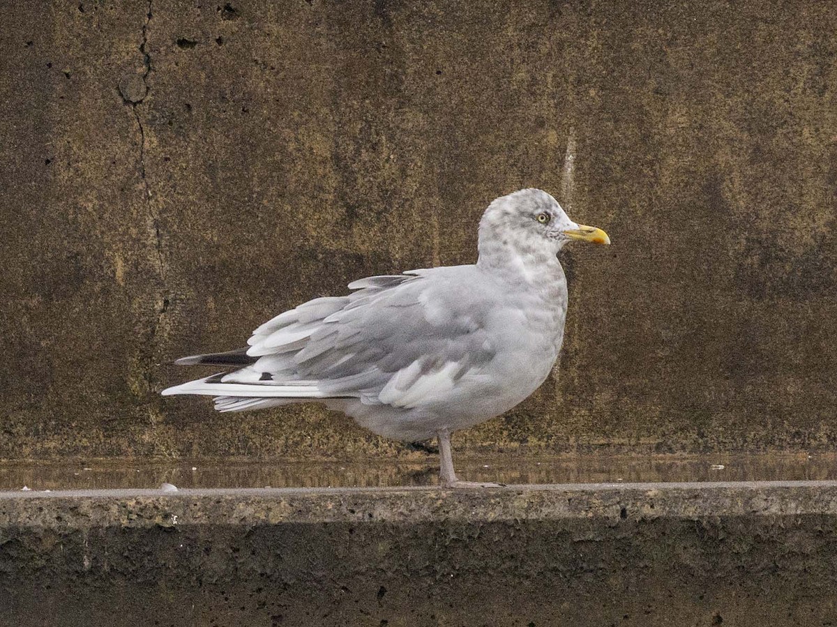 American Herring Gull - Brian Bailey