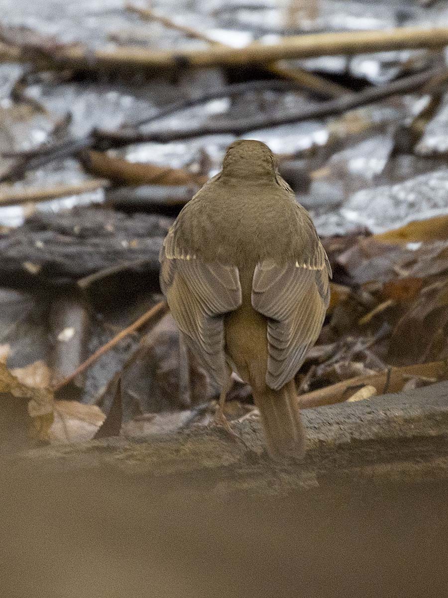 Hermit Thrush - ML290030651