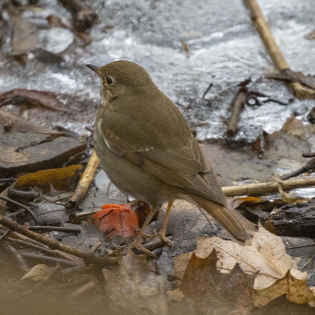 Hermit Thrush - ML290030661