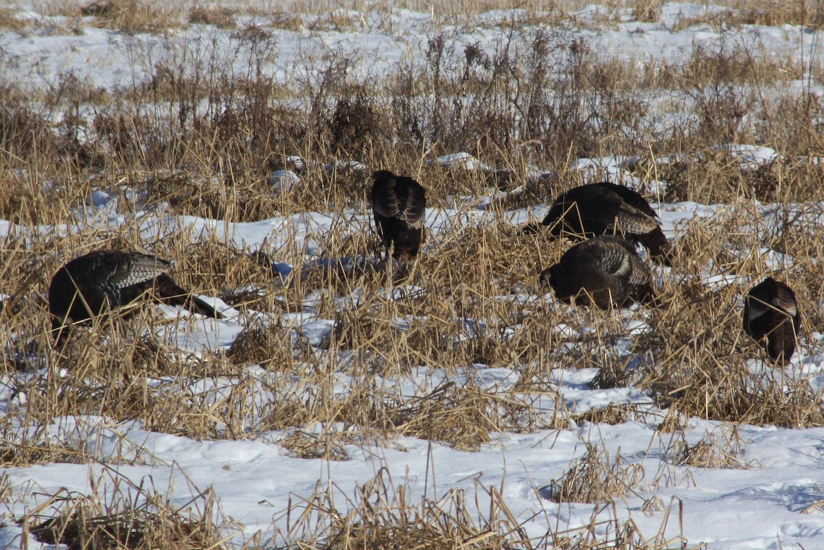 Wild Turkey - Lyne Pelletier