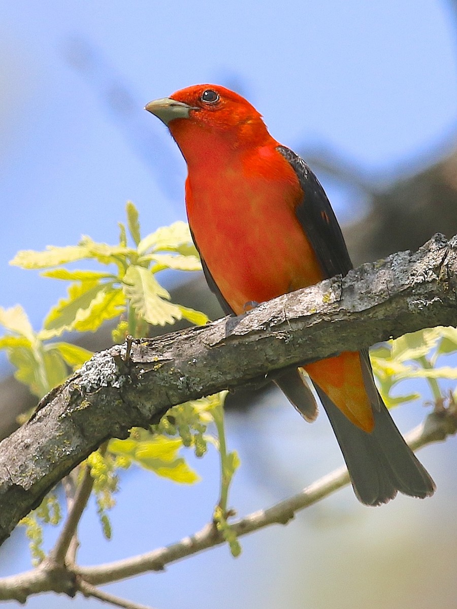 Scarlet Tanager - ML29003141
