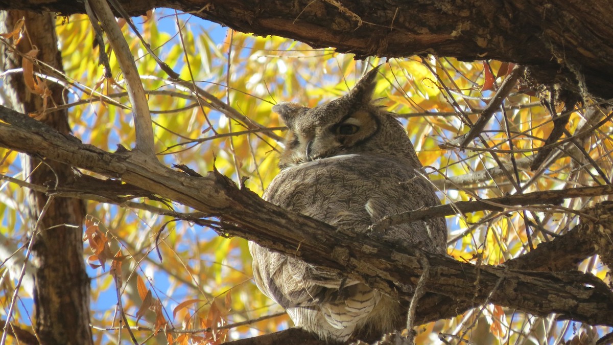 Great Horned Owl - Luke Safford