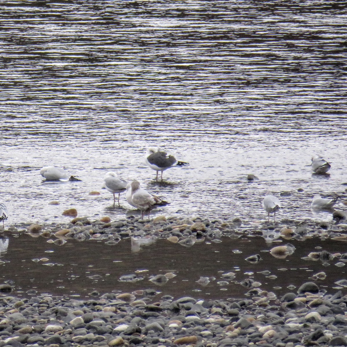 Lesser Black-backed Gull - Charles Swift