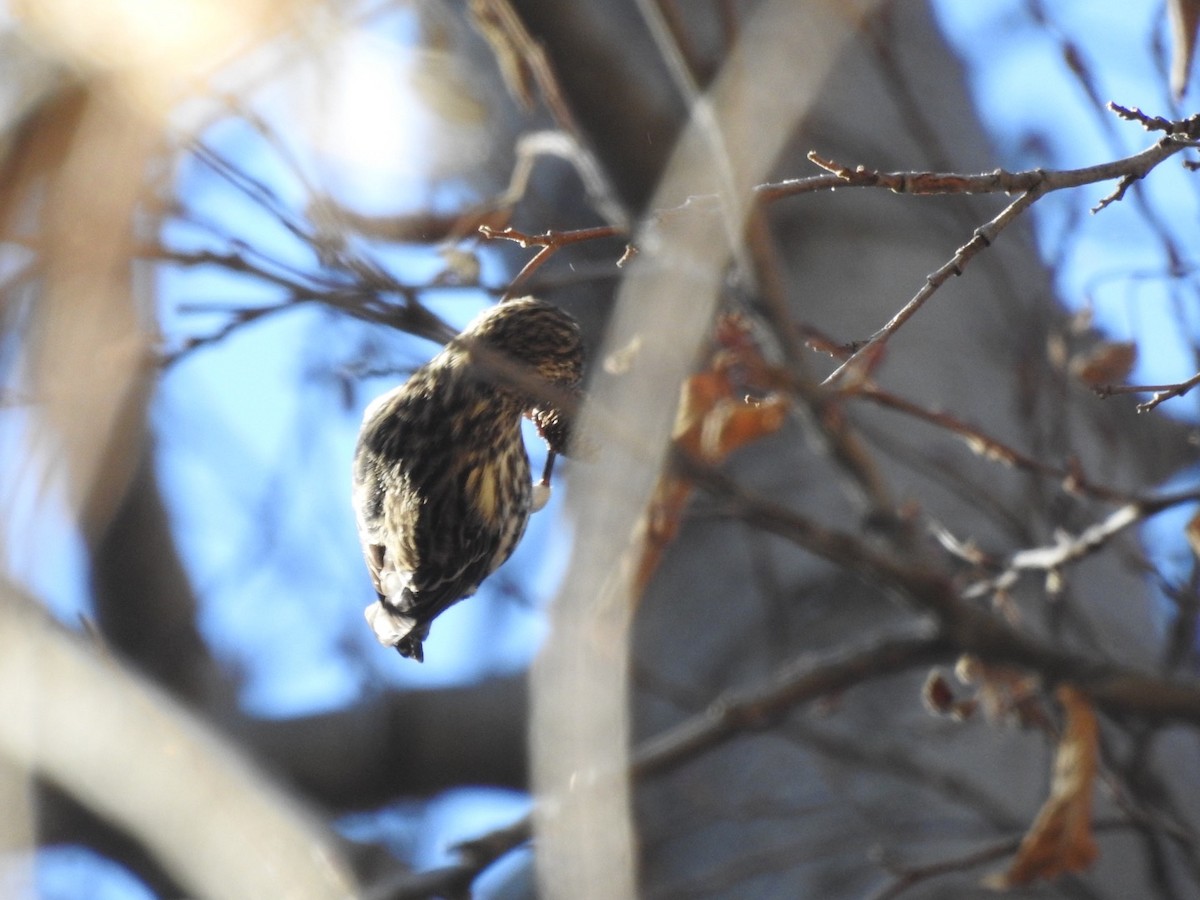 Pine Siskin - ML290031941