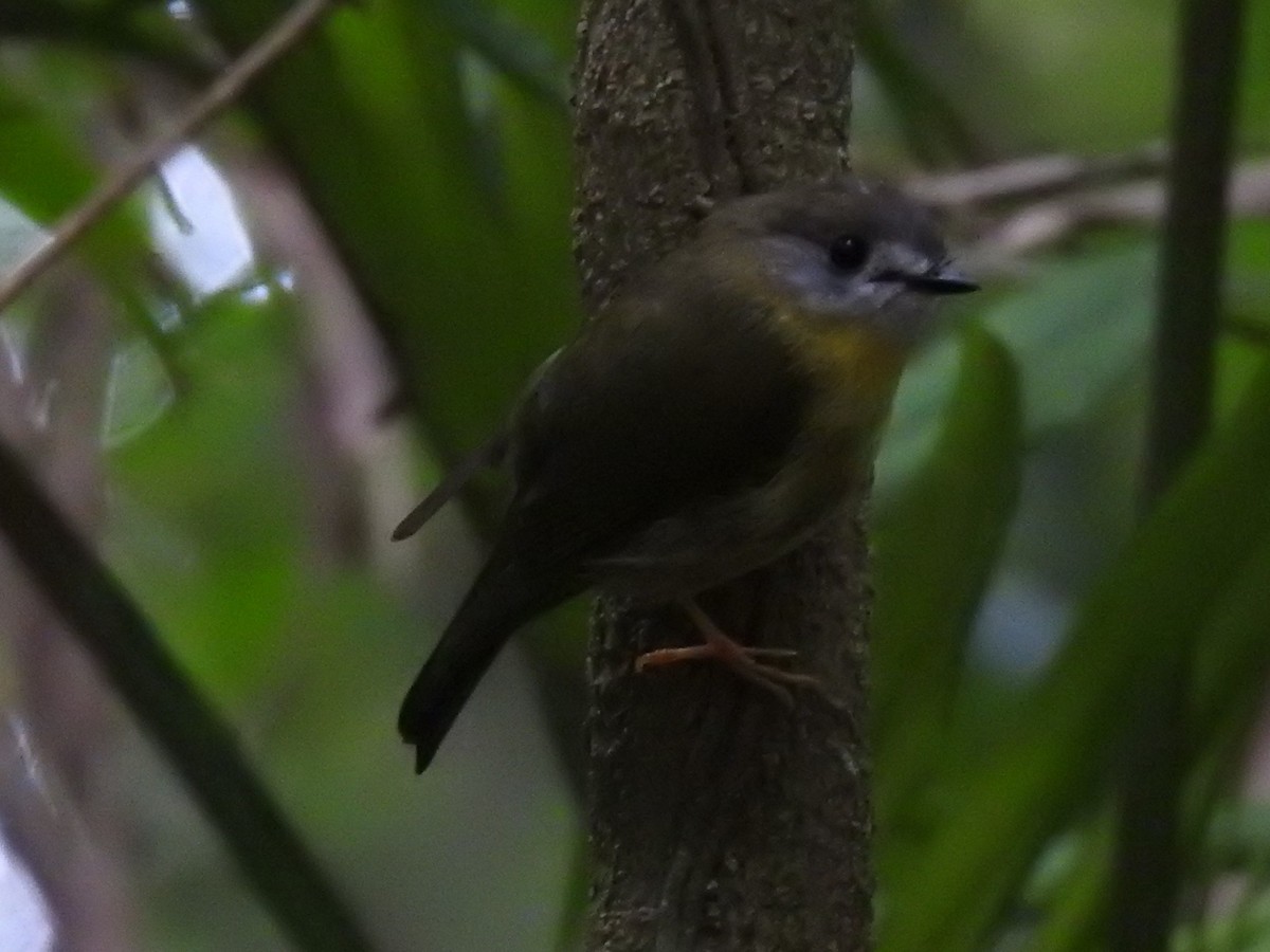 Pale-yellow Robin - ML290032351