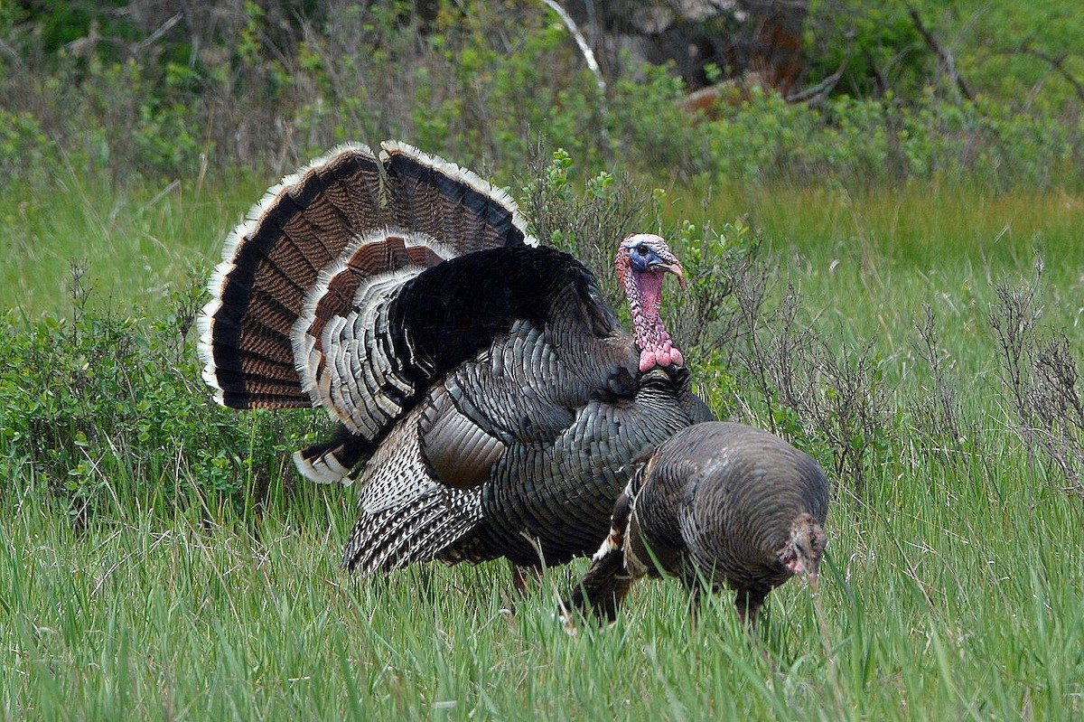 Wild Turkey - ML29003411