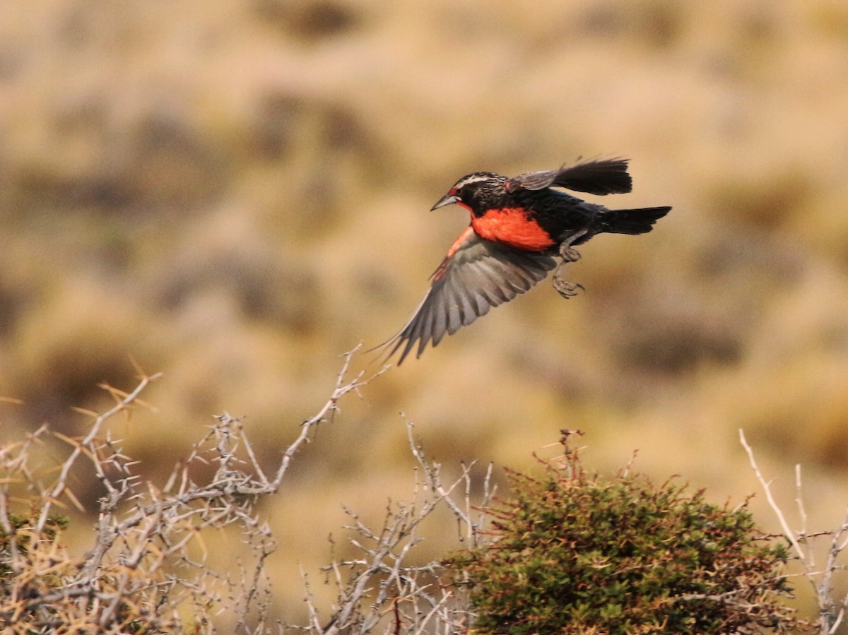 Long-tailed Meadowlark - ML290035201