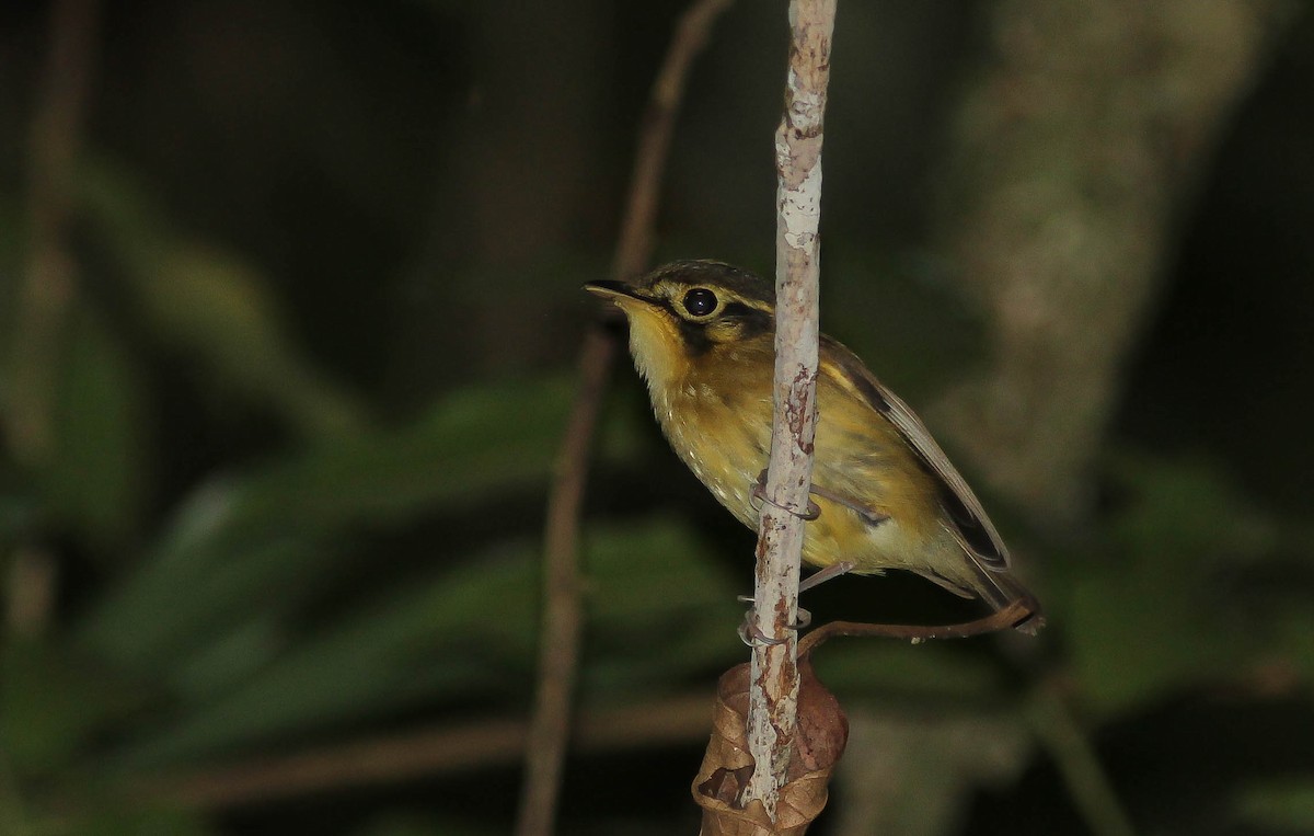 White-throated Spadebill - ML29004161