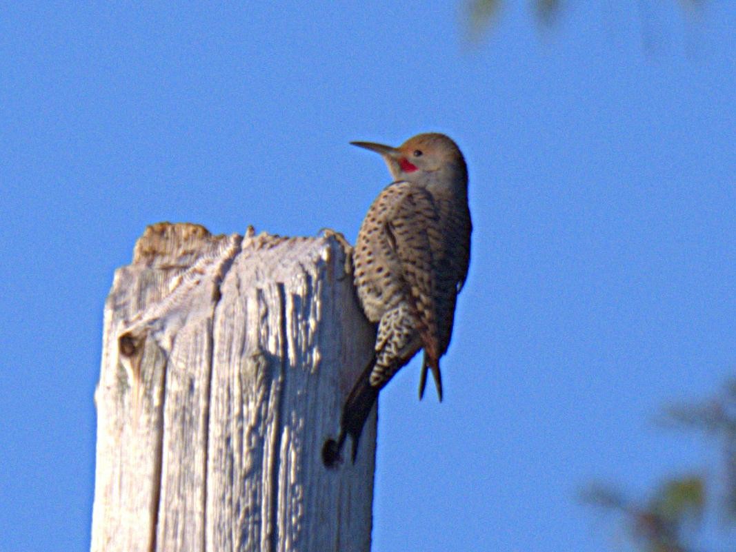 Northern Flicker - ML290042681