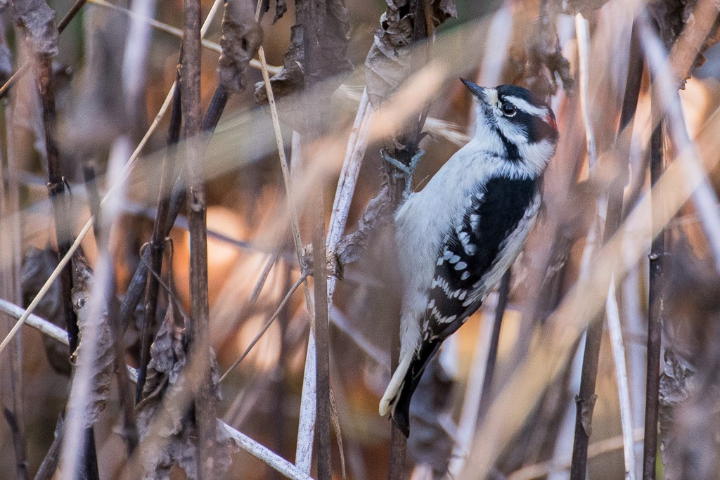 Downy Woodpecker - ML290043071