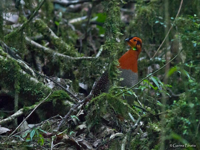 Blyth's Tragopan - ML29004381