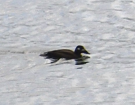 White-winged Scoter - ML290044181