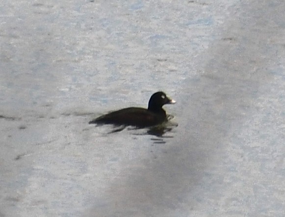 White-winged Scoter - ML290044191