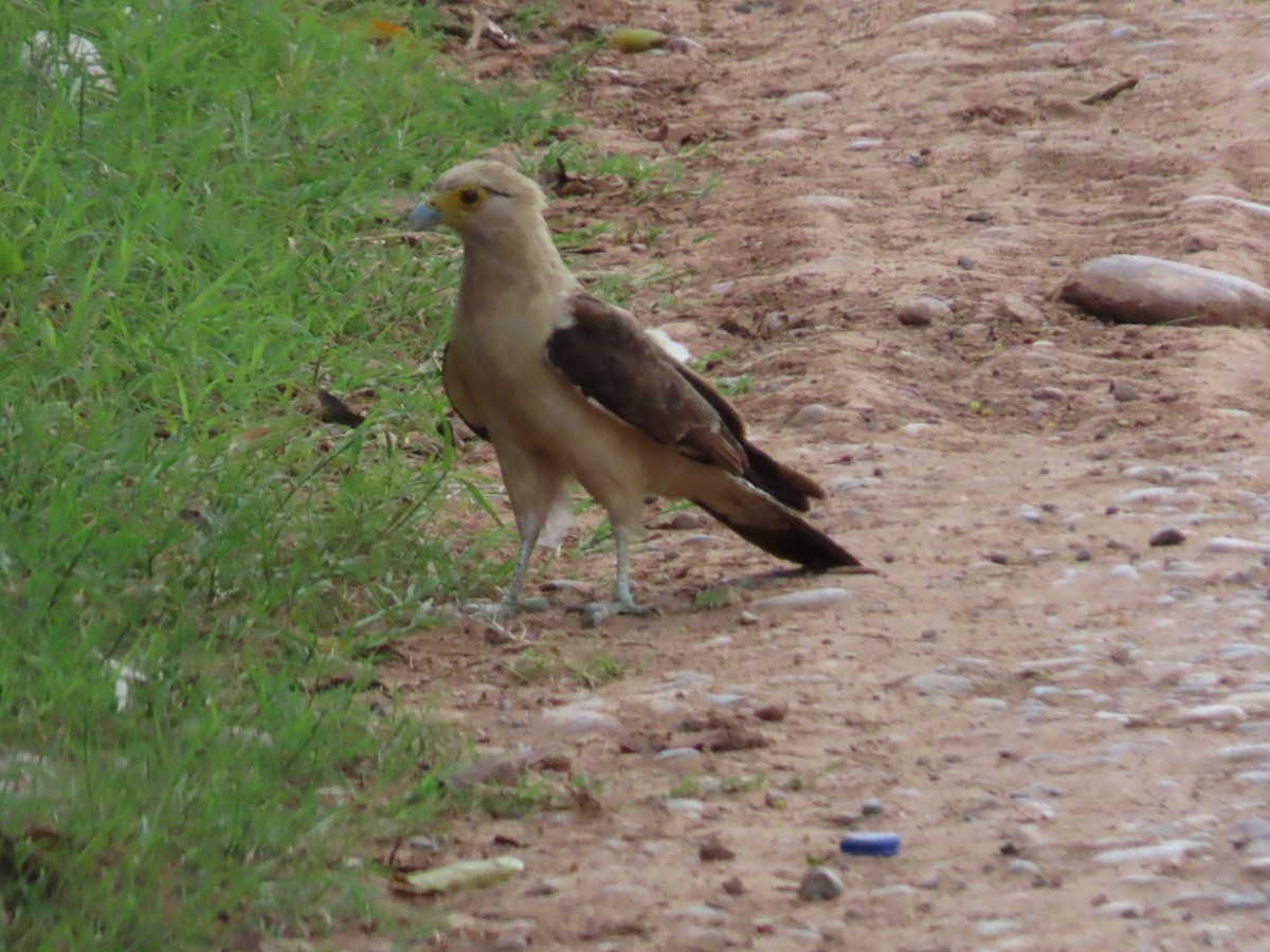 Yellow-headed Caracara - ML290045951