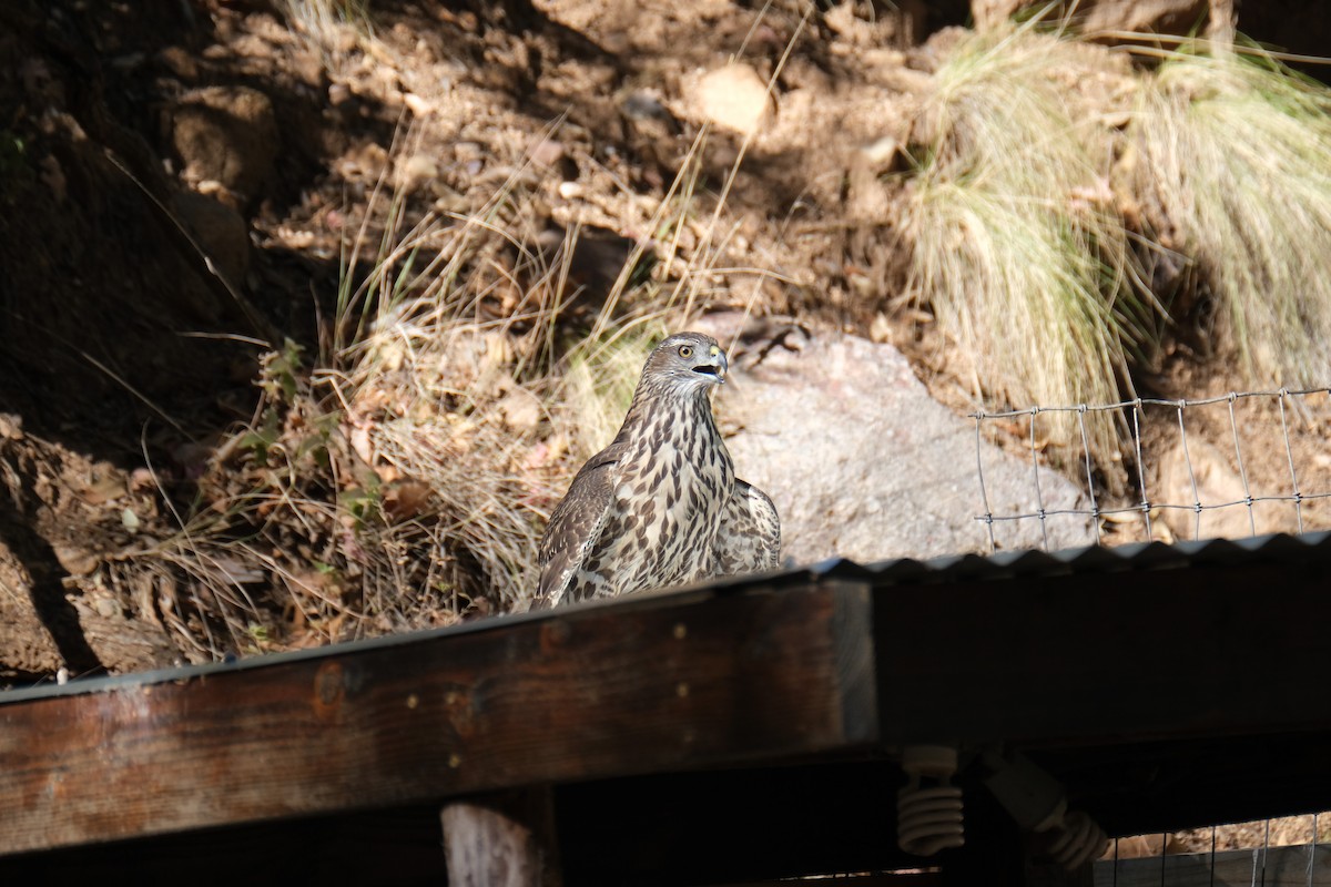 American Goshawk - ML290046921