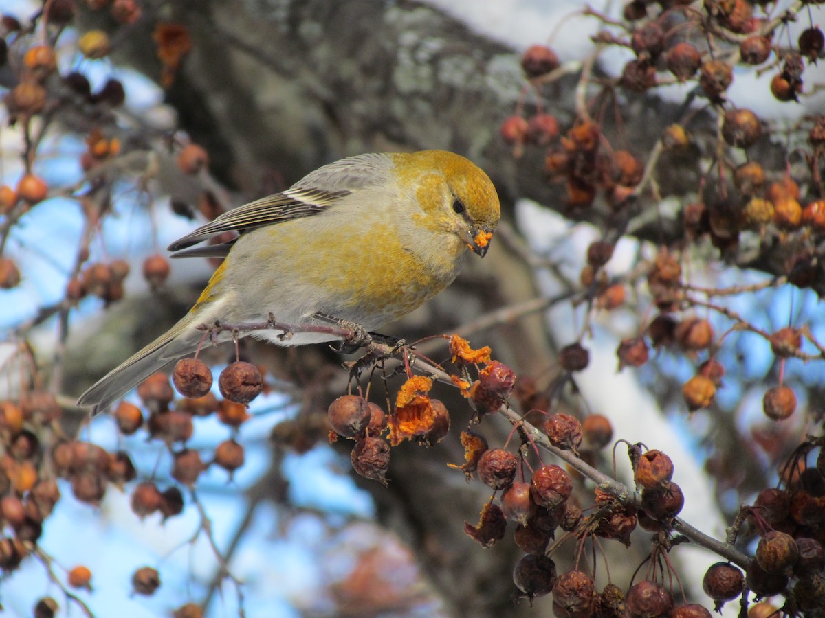 Pine Grosbeak - Jeff Wells